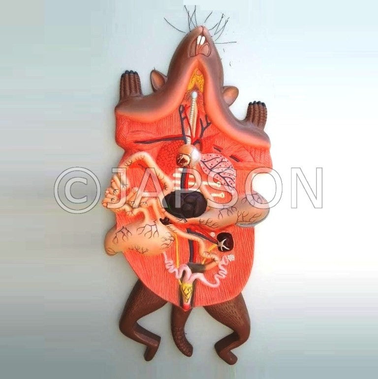 Model, Rat Dissection Model, Rat Dissection